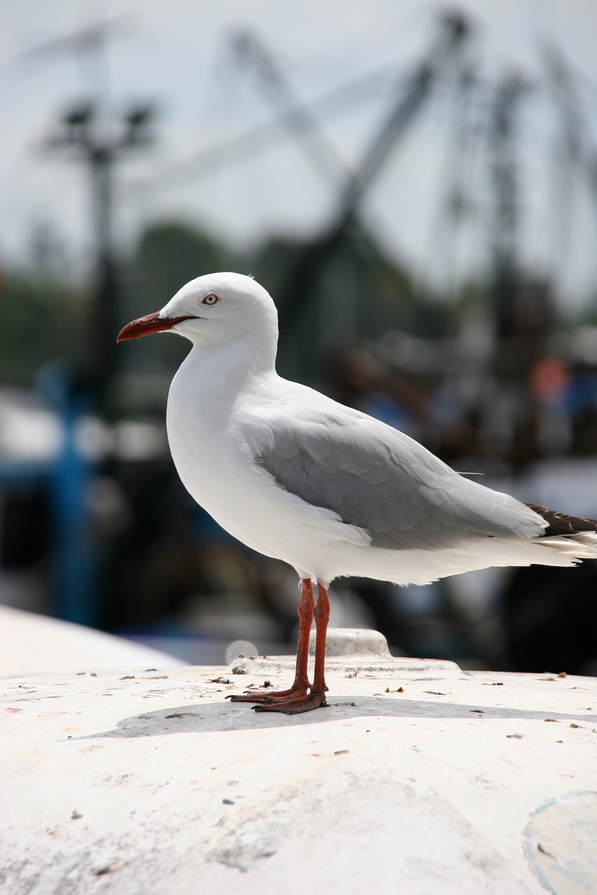 bird seagull ave free photo