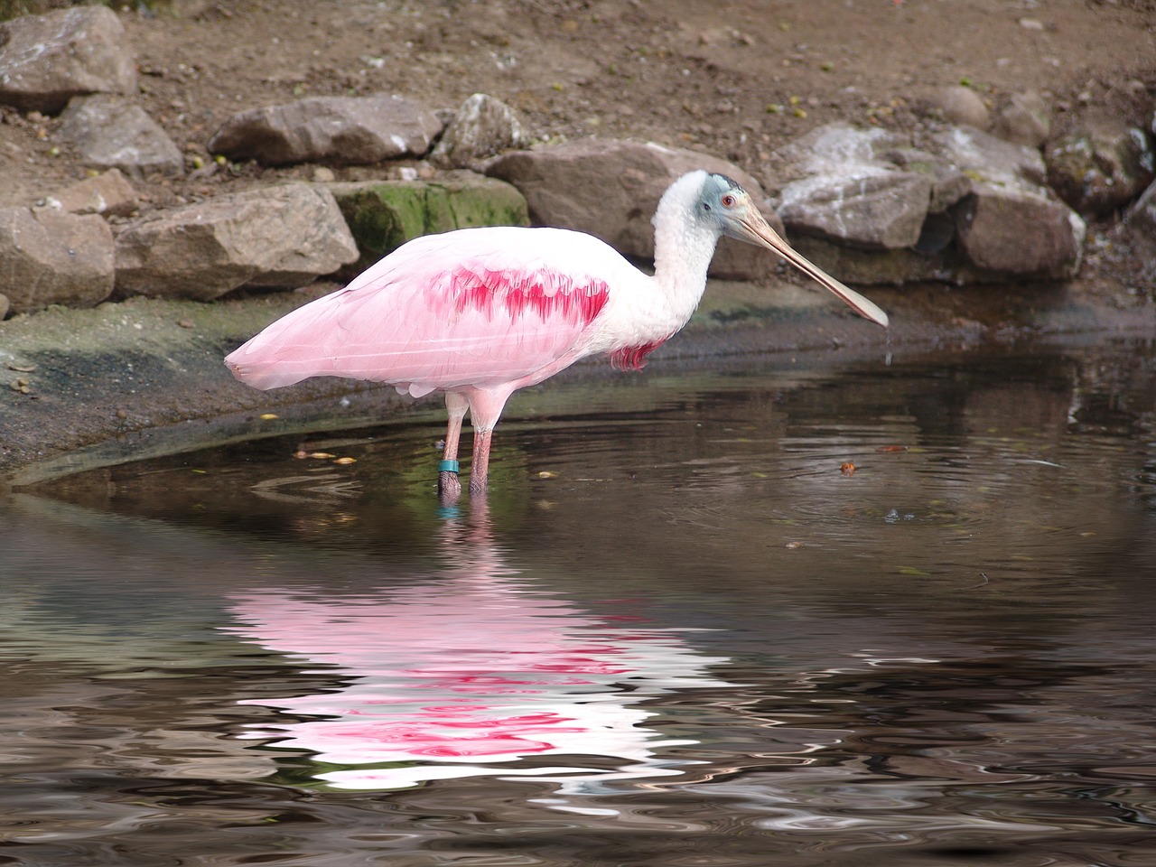 bird zoo water free photo