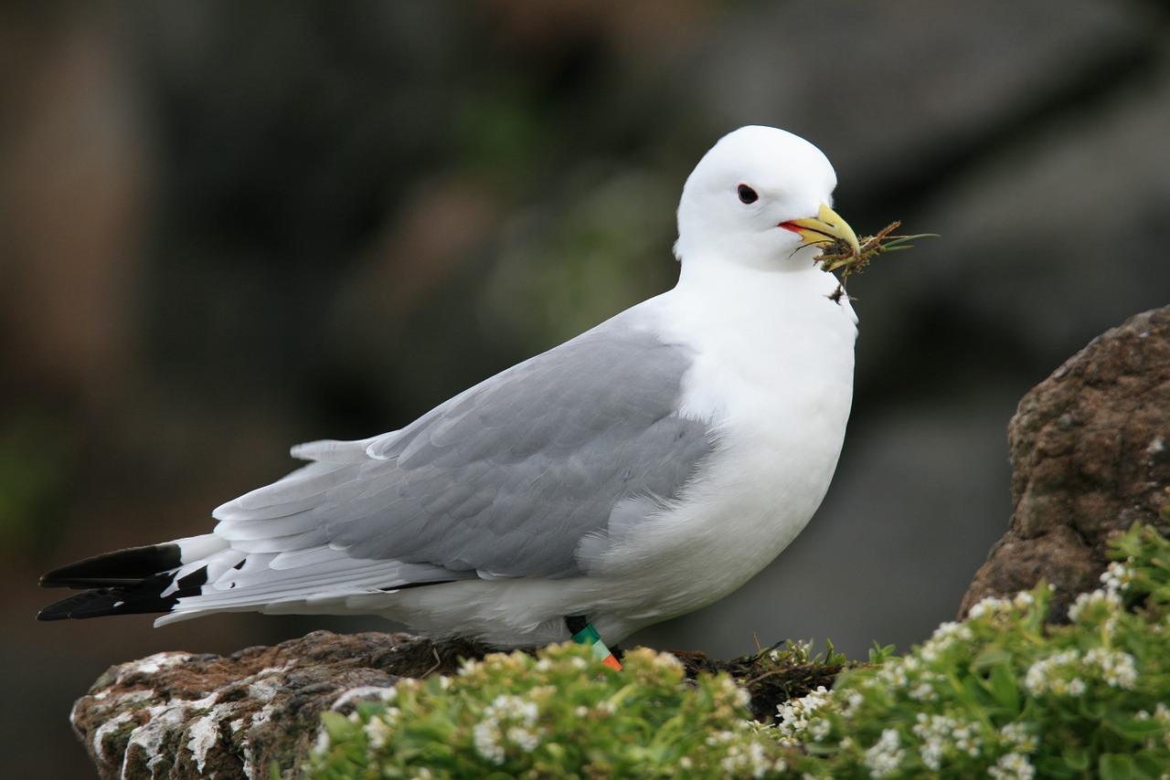 bird northern fulmar fulmarus glacialis free photo