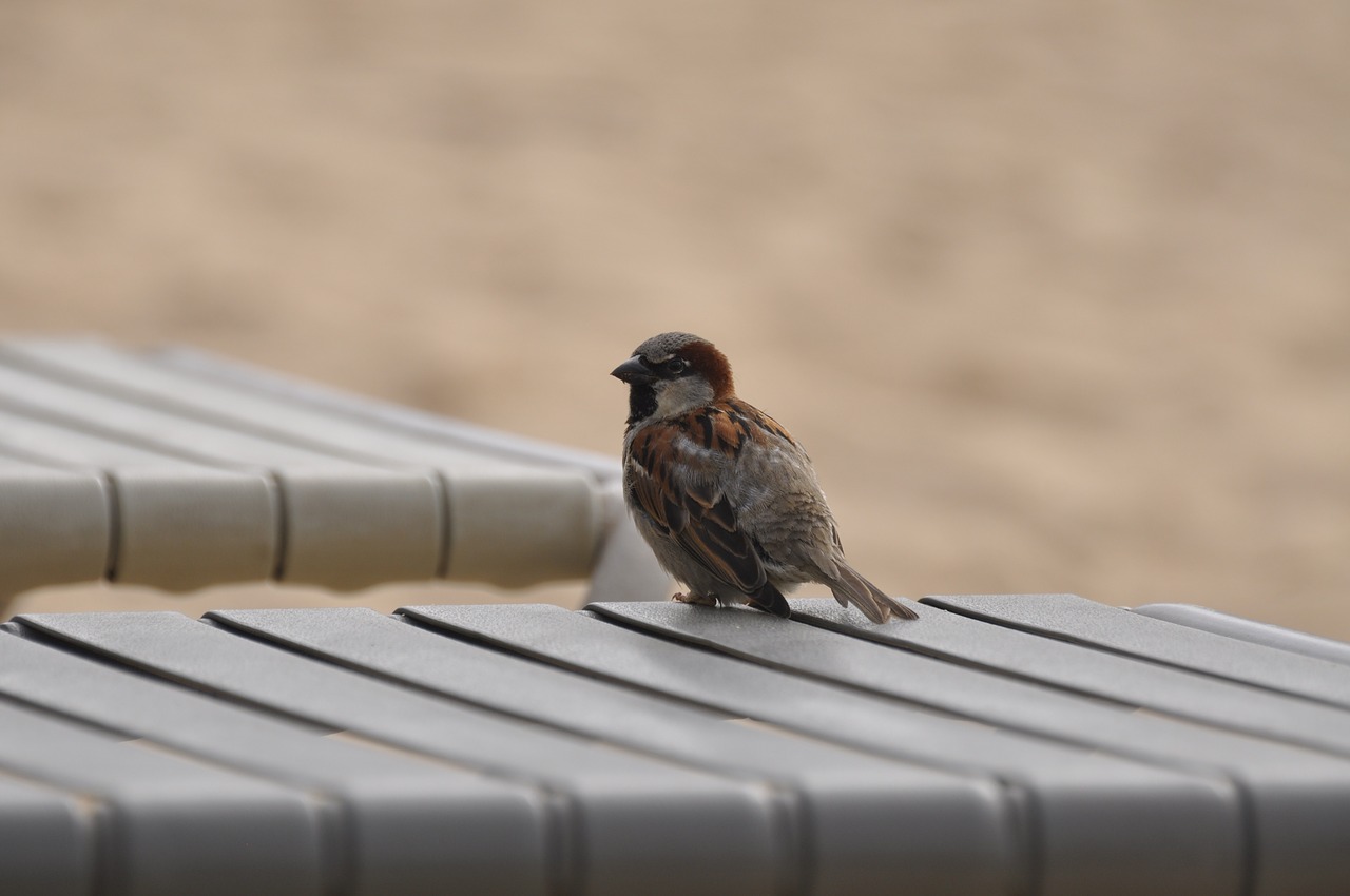 bird brown feather free photo