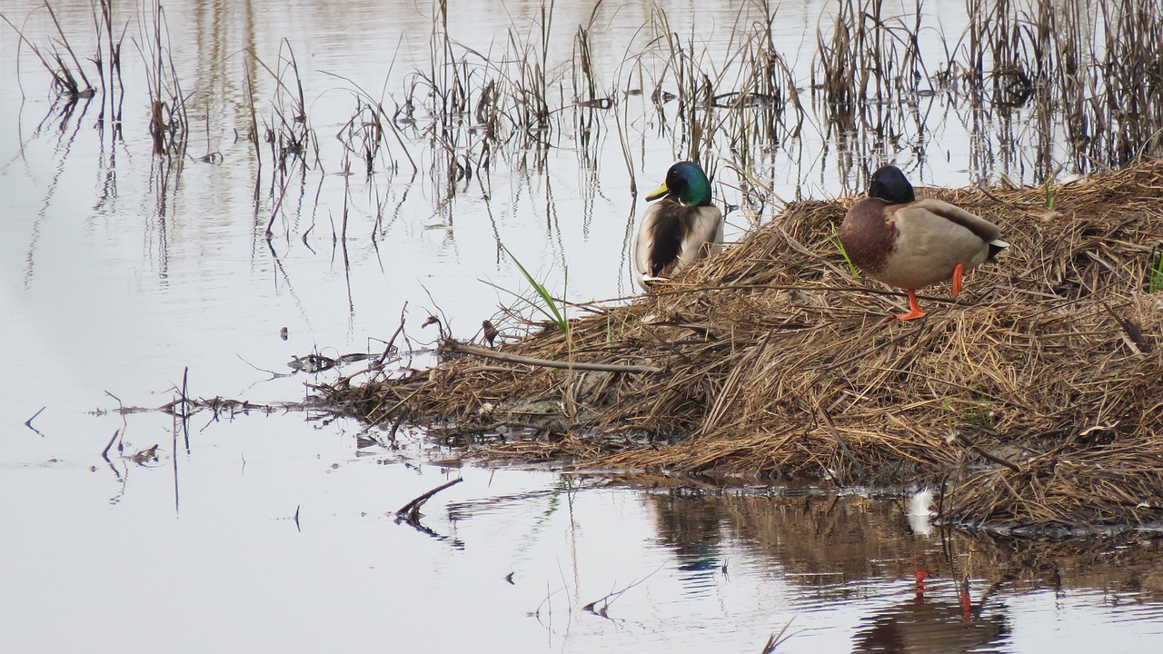 bird duck nature free photo