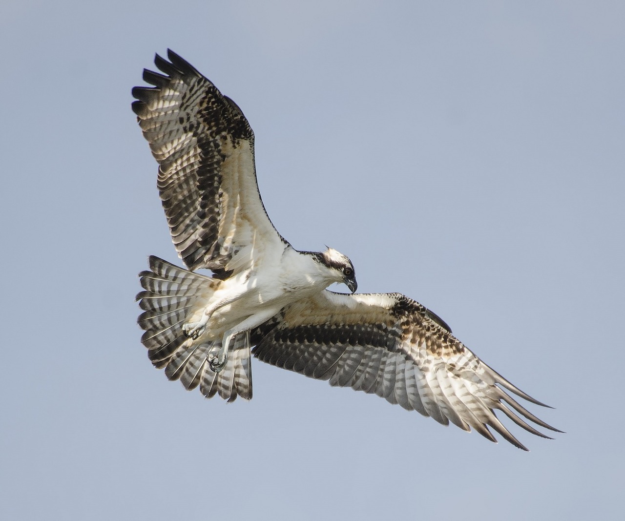 bird osprey flying free photo