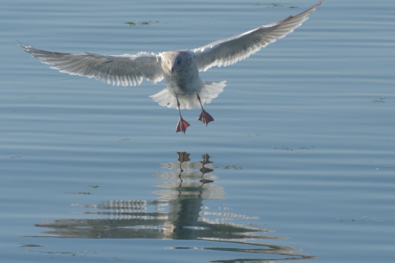 bird seagull sea free photo