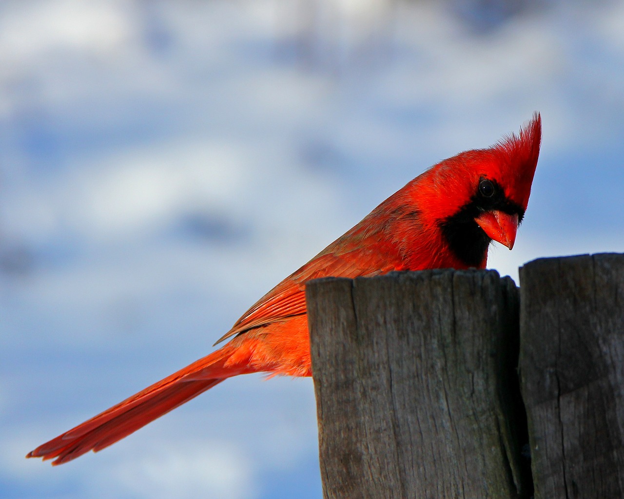 bird nature cardinal free photo