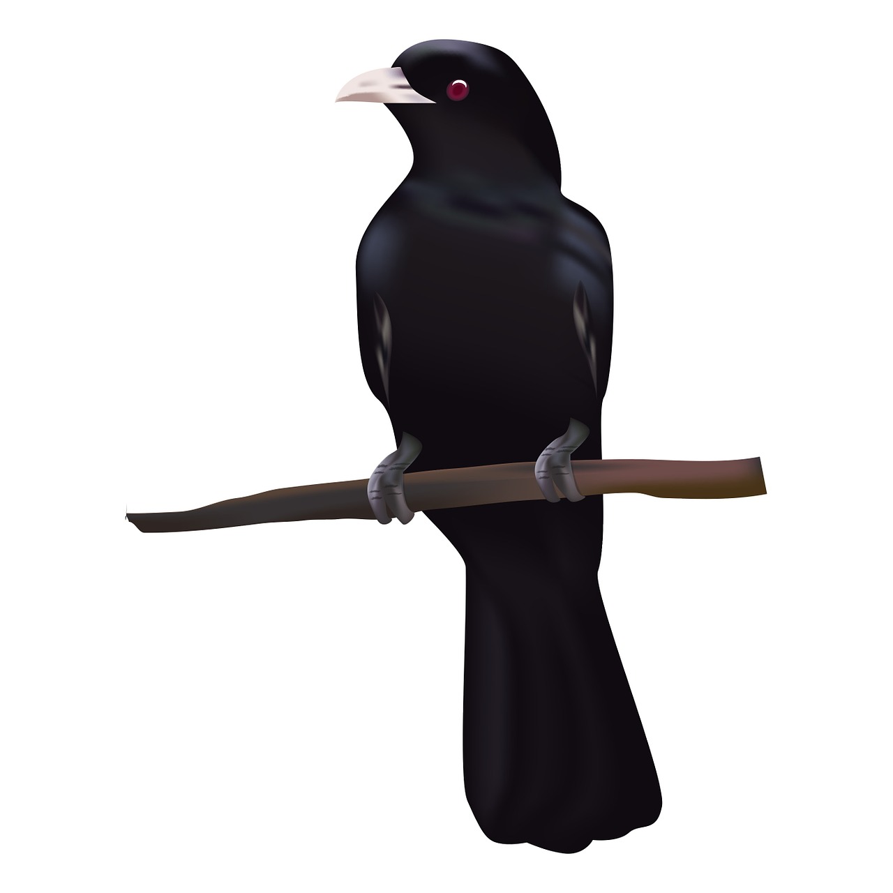 Bird, Koyal, Singing Bird, Animal, Black Bird, Cuckoo | Black bird, Crow  bird, Bird