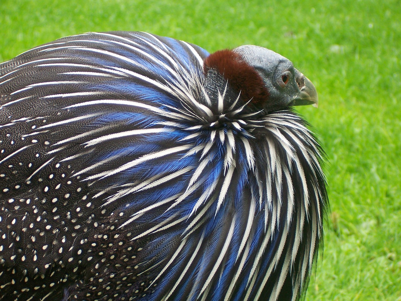 vulture bird feather free photo