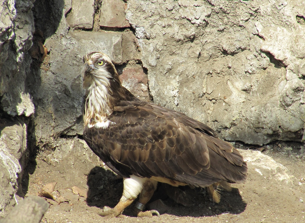 bird zoo nature free photo