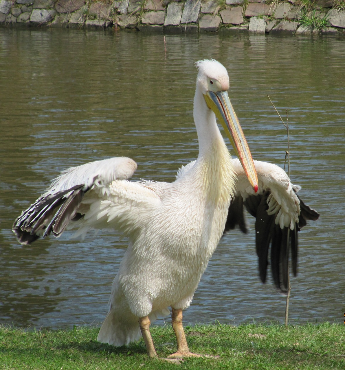 bird nature water bird free photo