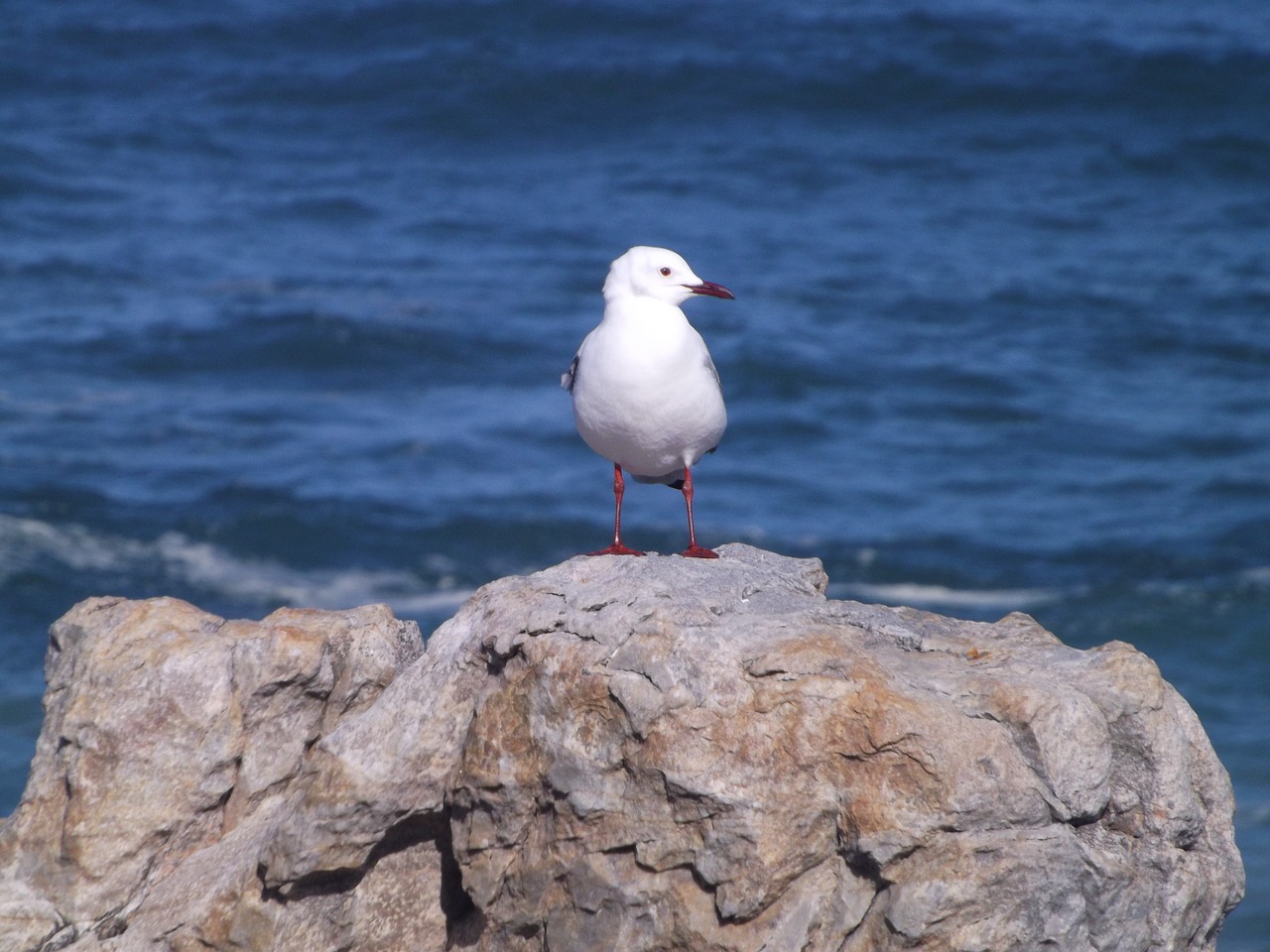 seagull bird rock free photo