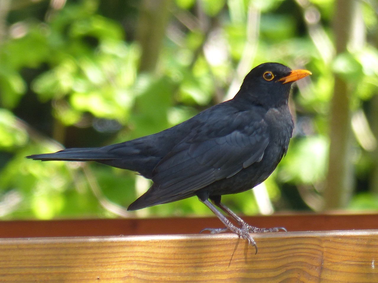 bird blackbird black free photo