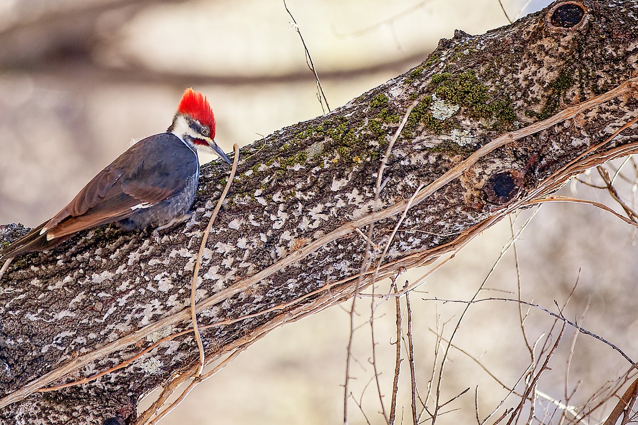 bird nature tree free photo