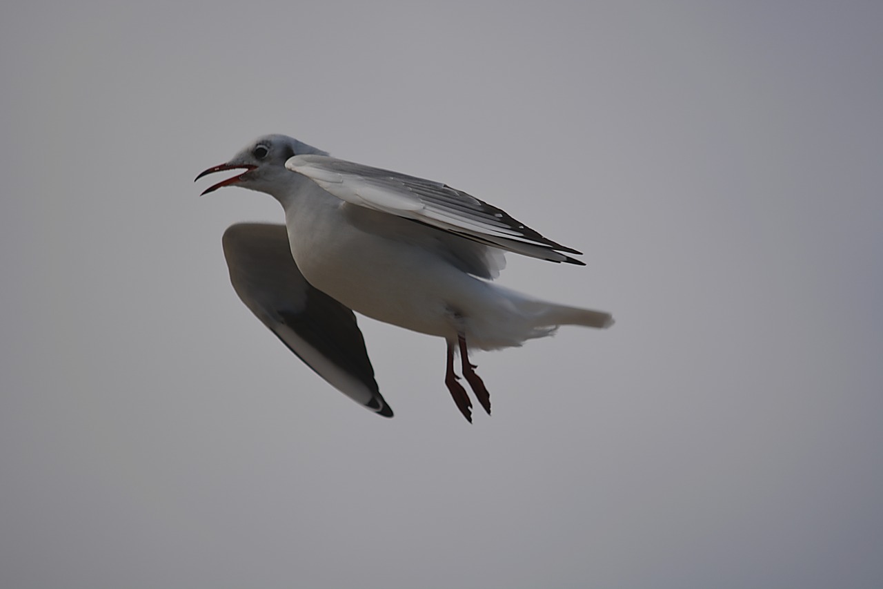 bird seagull nature free photo