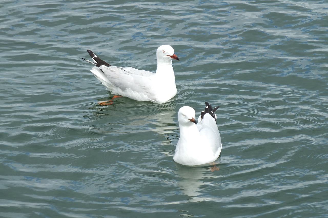 bird seagull animal free photo