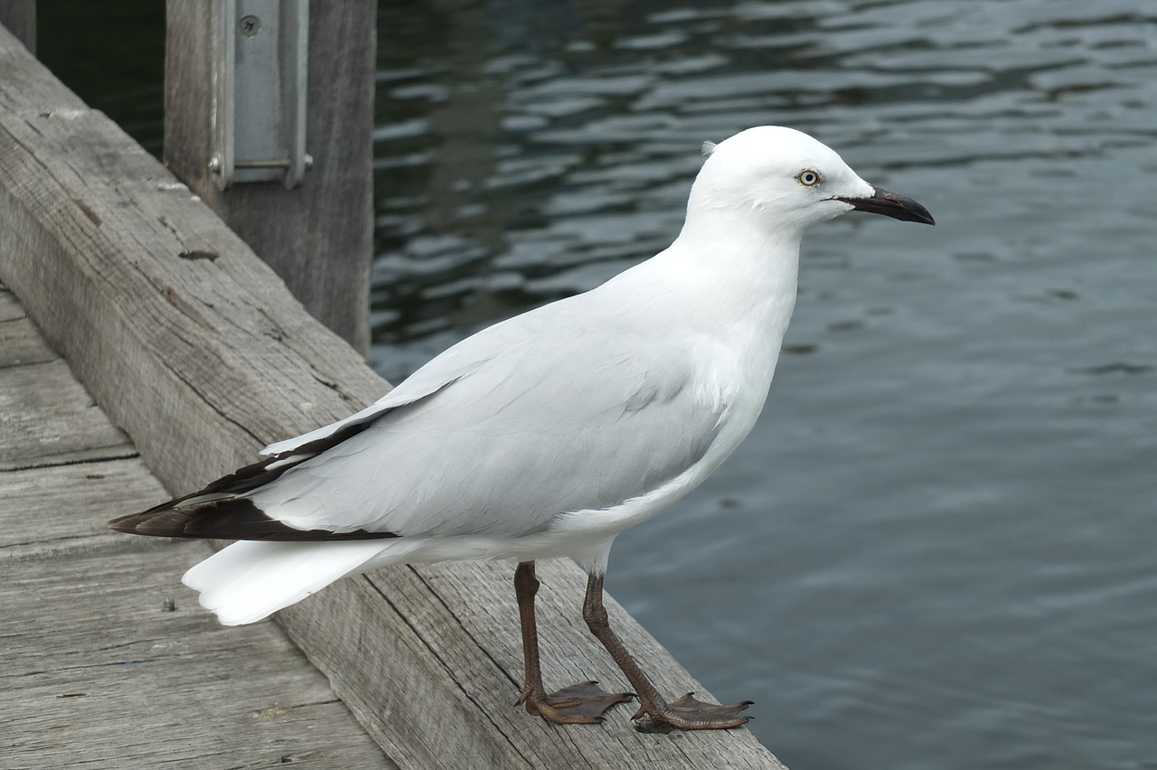 bird seagull animal free photo