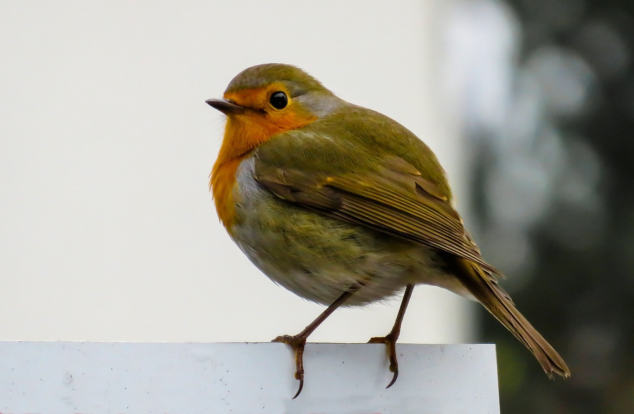 bird robin songbird free photo