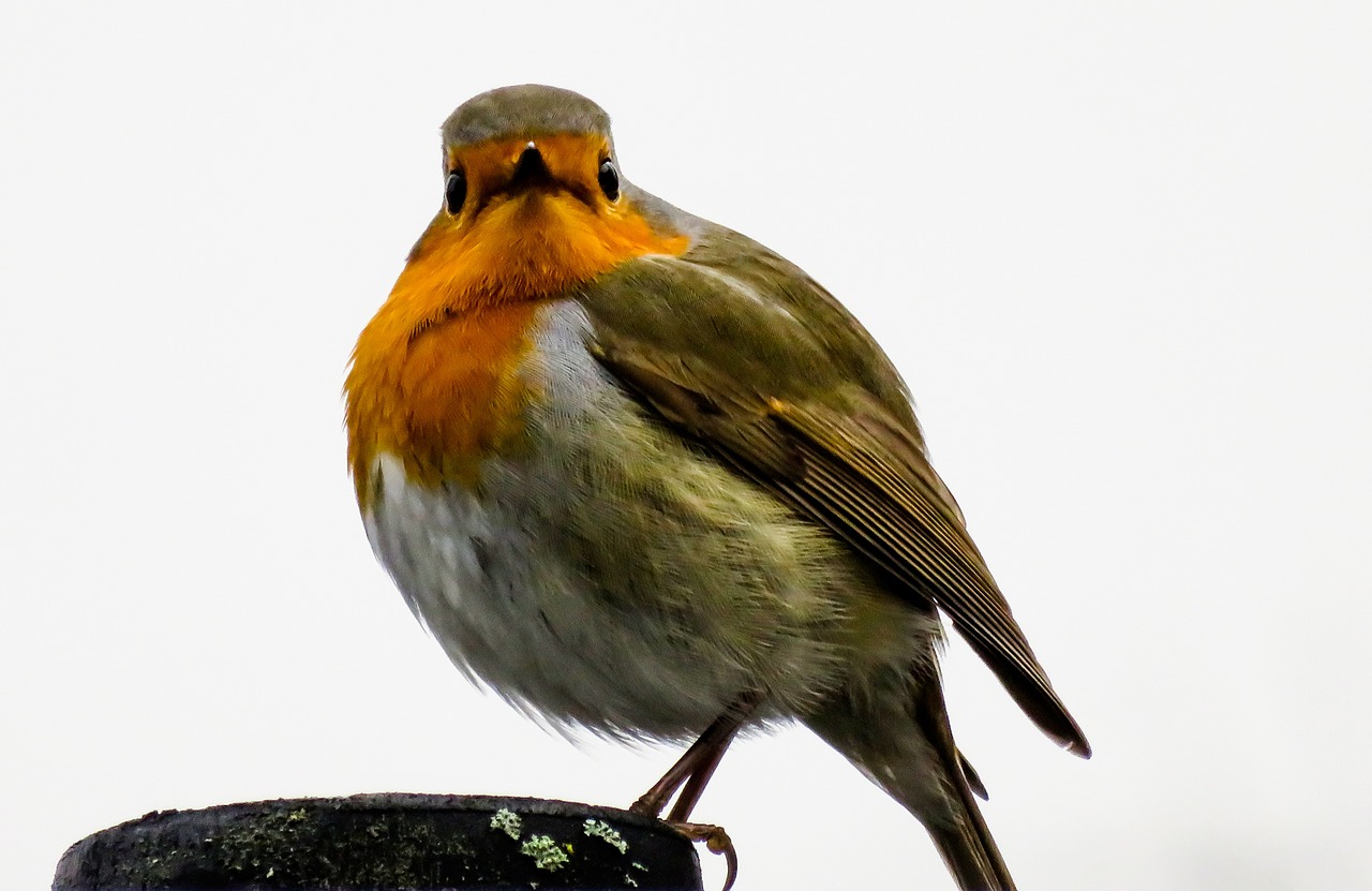 bird robin songbird free photo