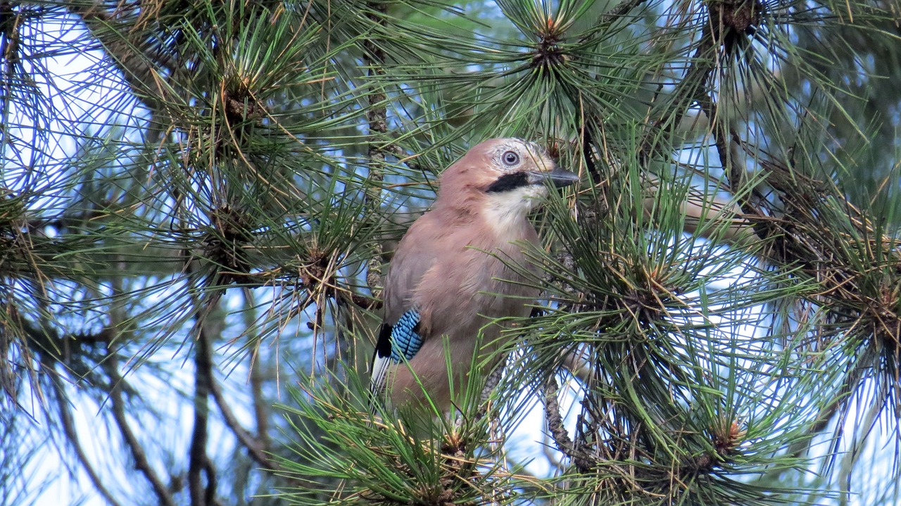 ptica bird nature free photo