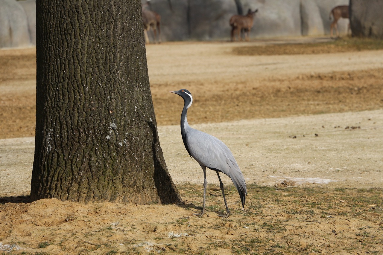 bird common crane animal free photo