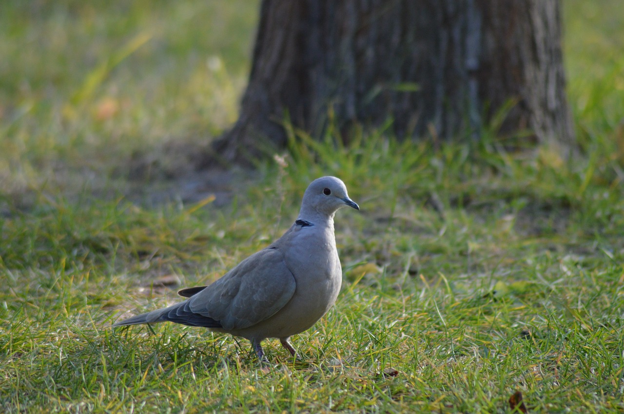 dove bird garden free photo