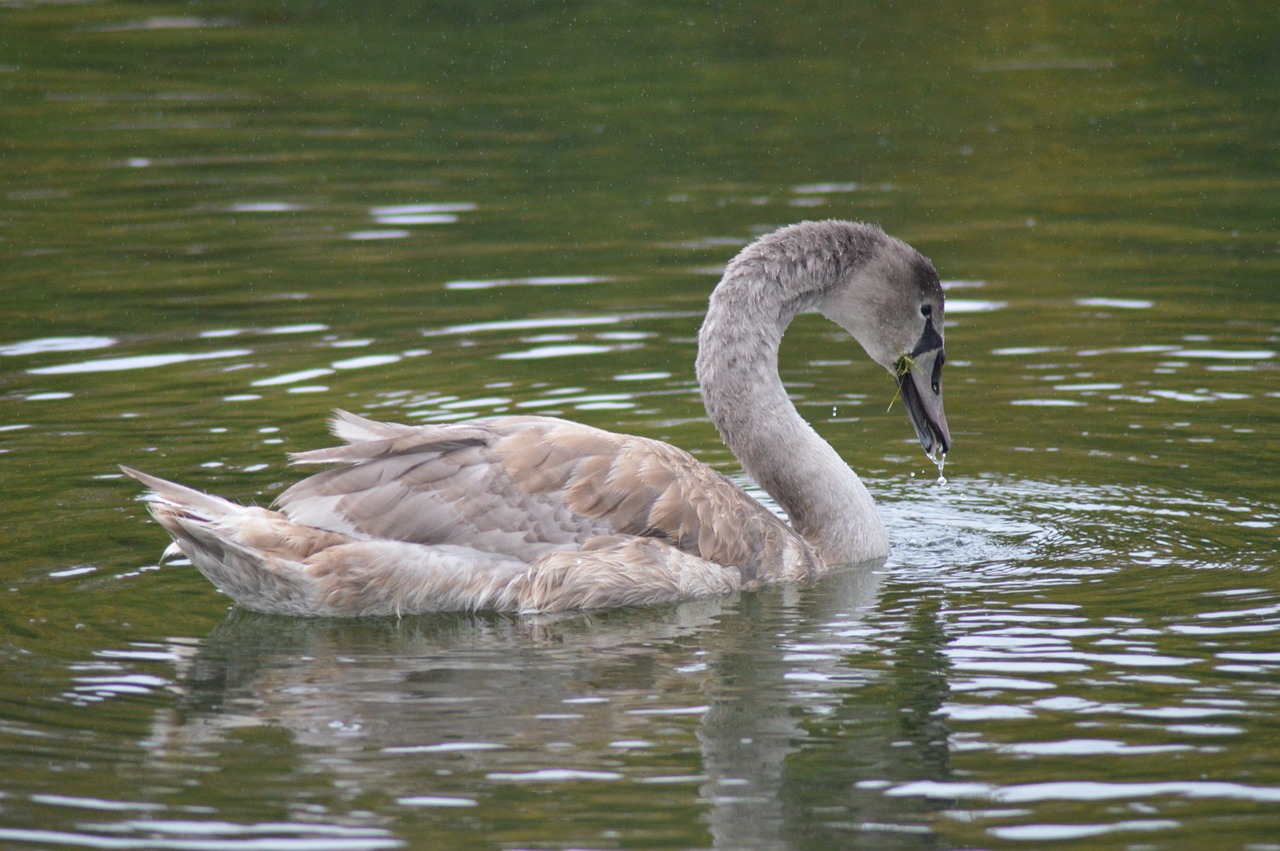 swan bird lake free photo