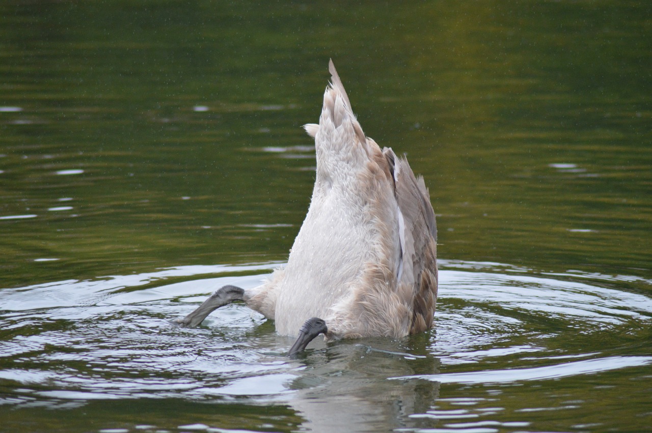 swan bird pond free photo