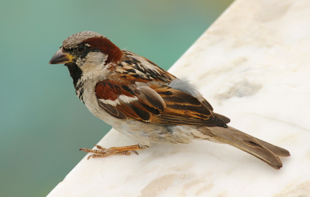bird sparrow nature free photo