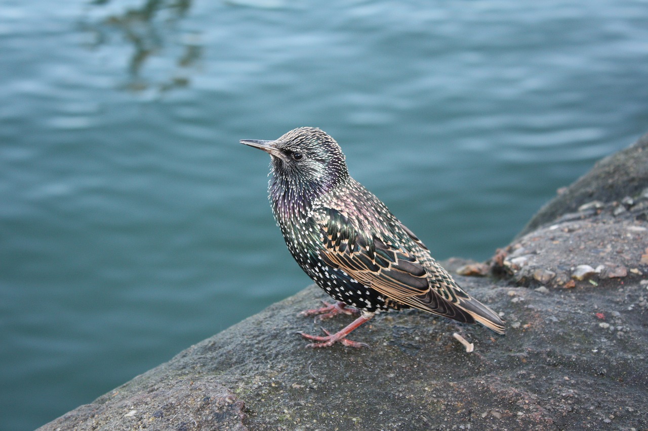 starling bird river free photo