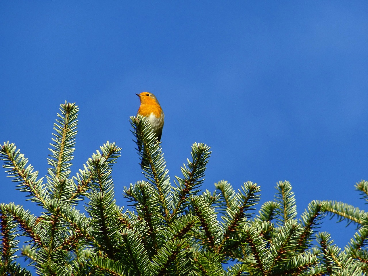 bird robin holly free photo