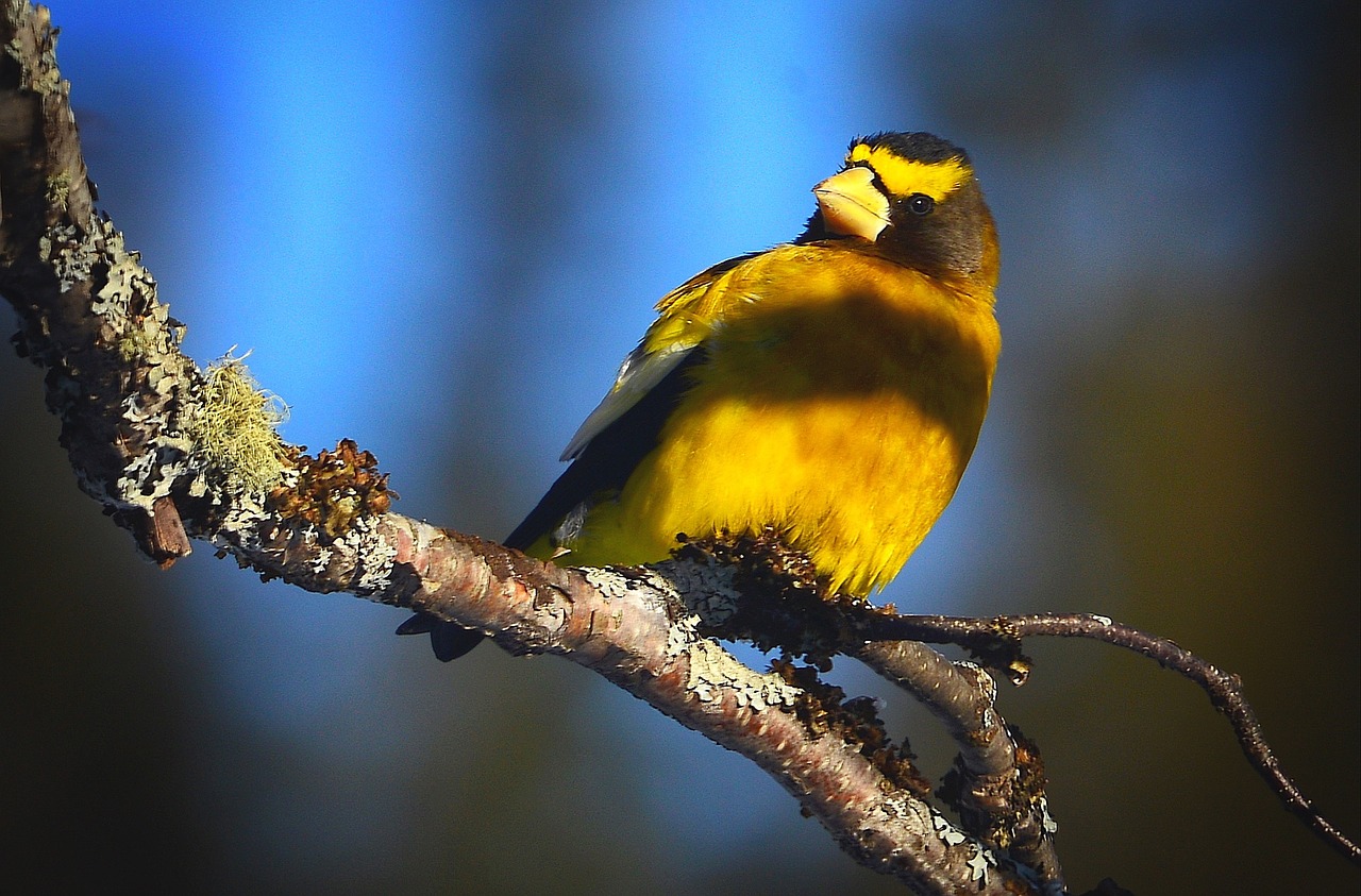 bird evening grosbeak bright colors free photo