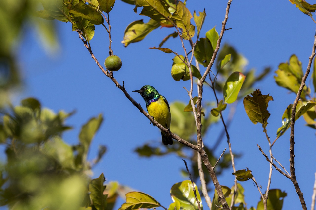 bird sun bird wild free photo