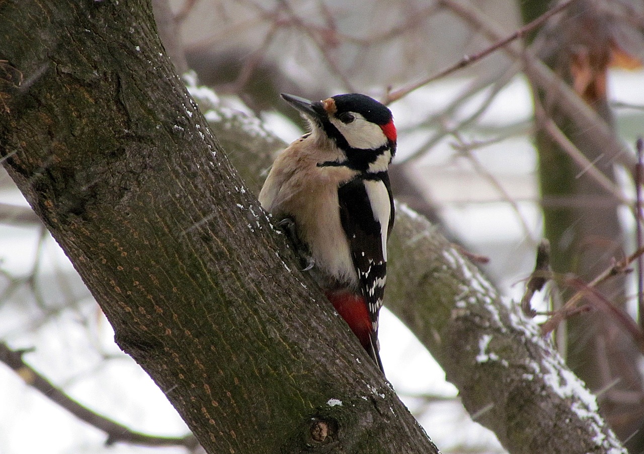 bird woodpecker motley free photo