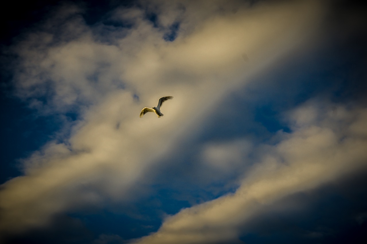 bird sunset clouds free photo