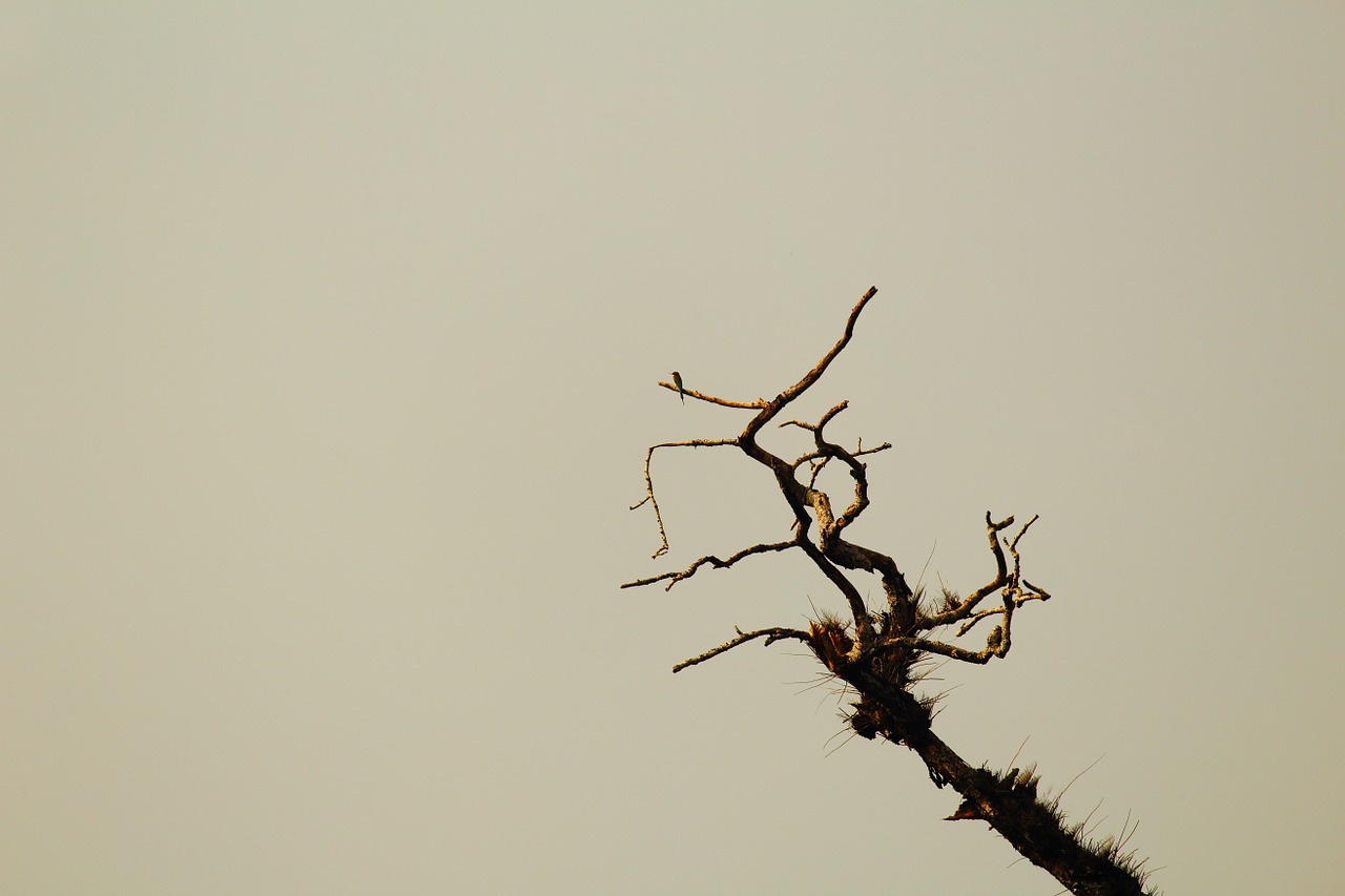 branch dead tree nature free photo