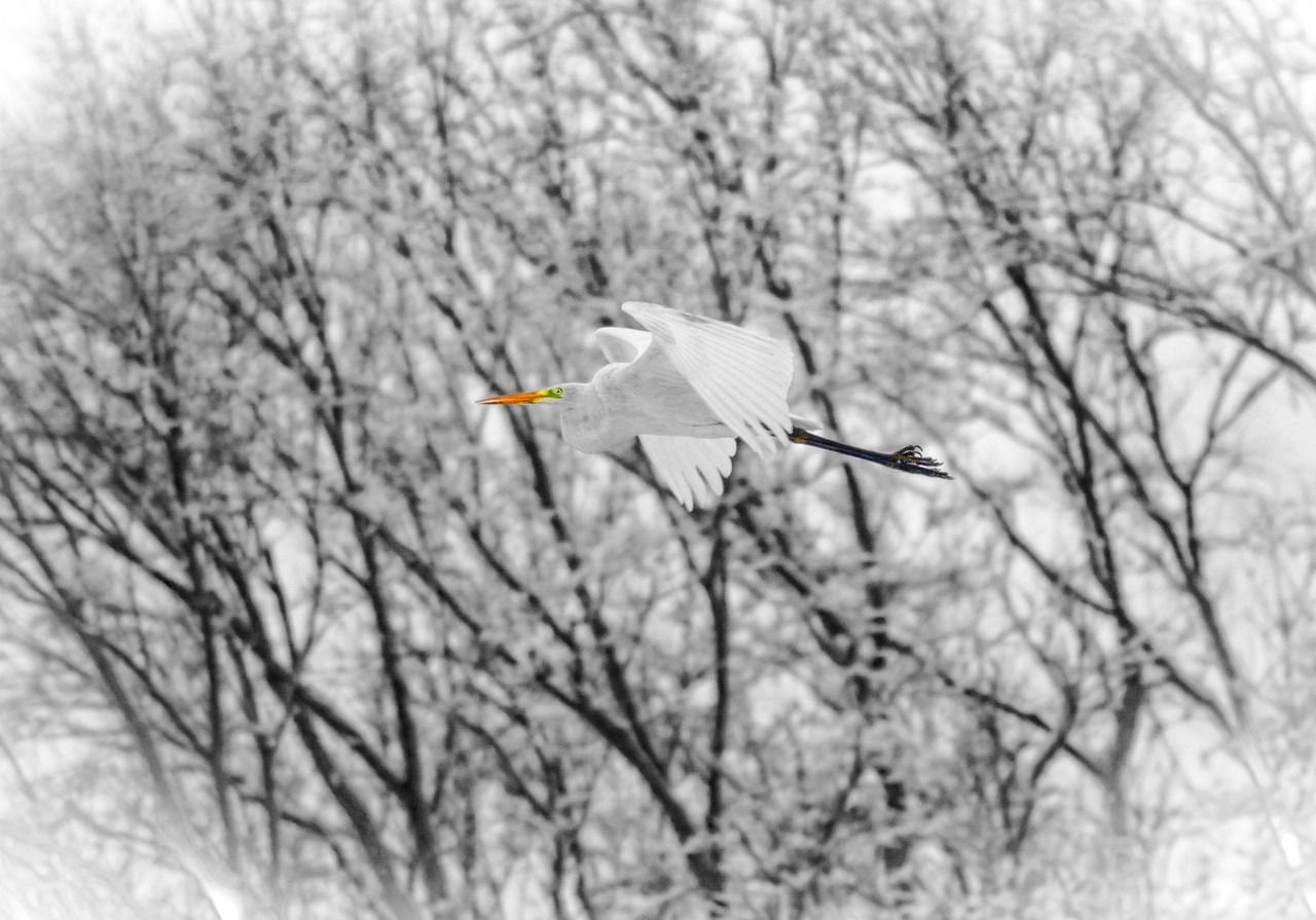 bird heron egret free photo