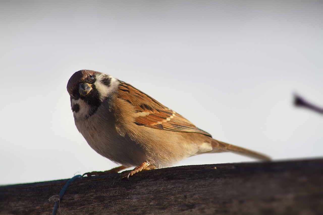 sparrow bird closeup free photo