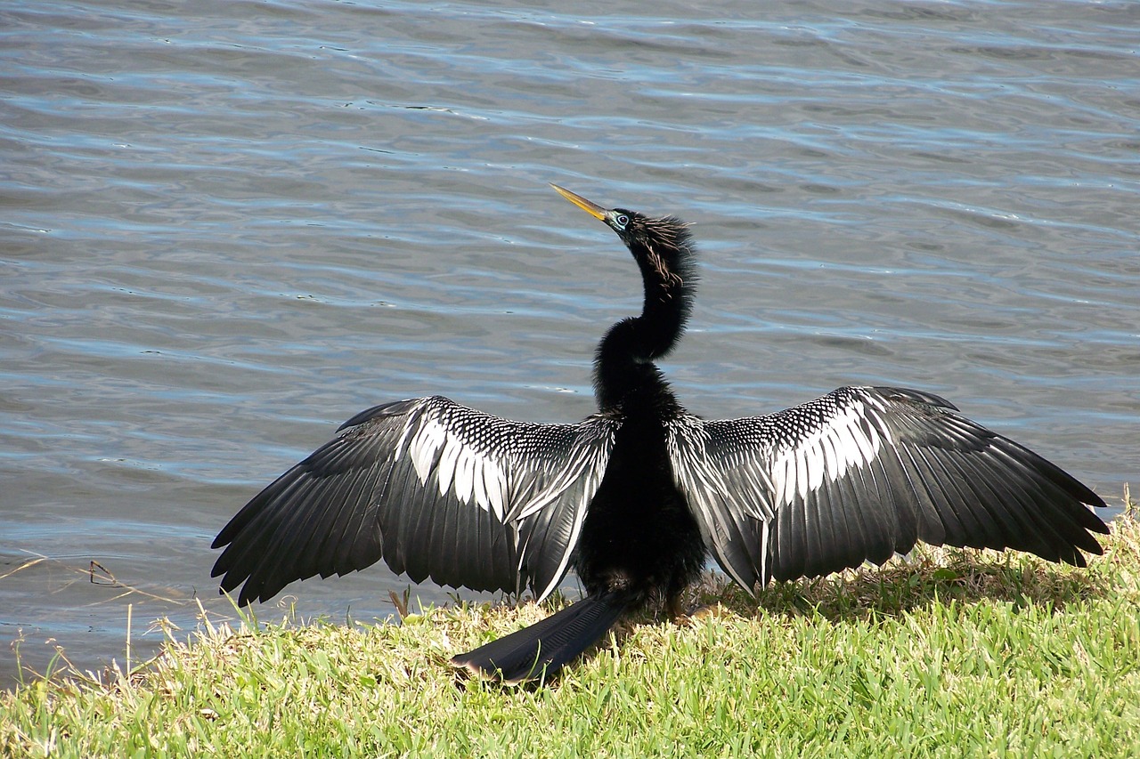 bird nature animal free photo