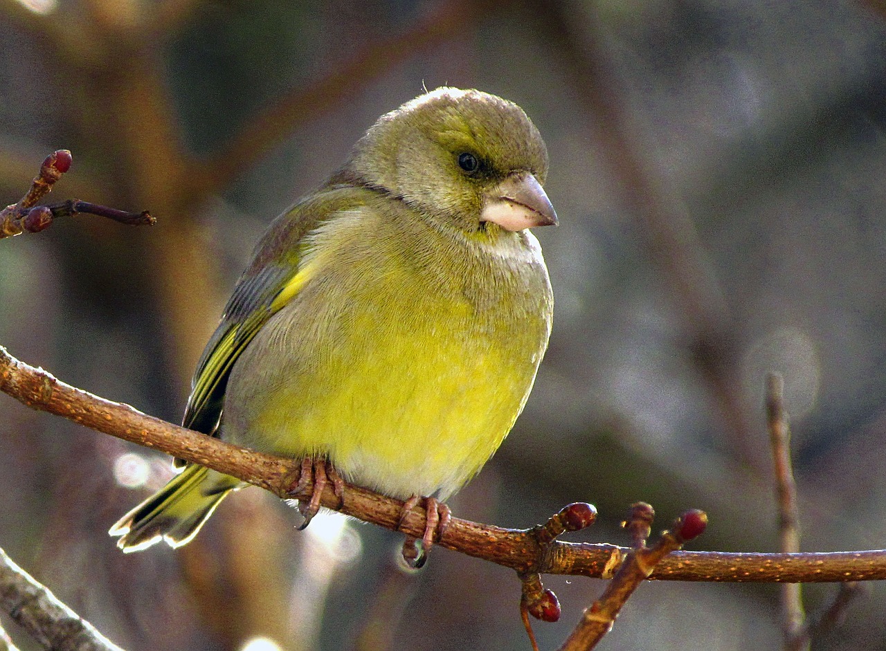 bird passerine periwinkle free photo