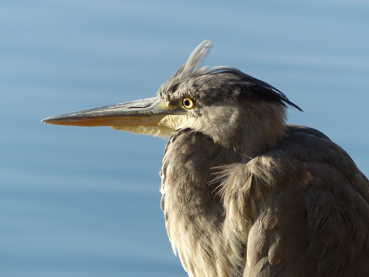 bird water water bird free photo