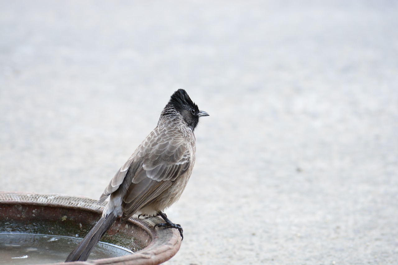 sparrow bird wildlife free photo