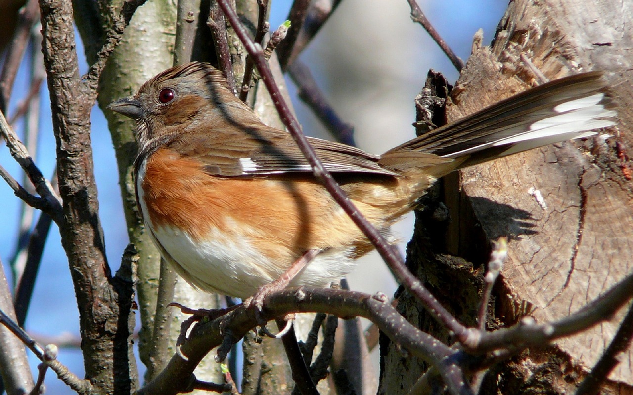 bird eastern towhee wildlife free photo