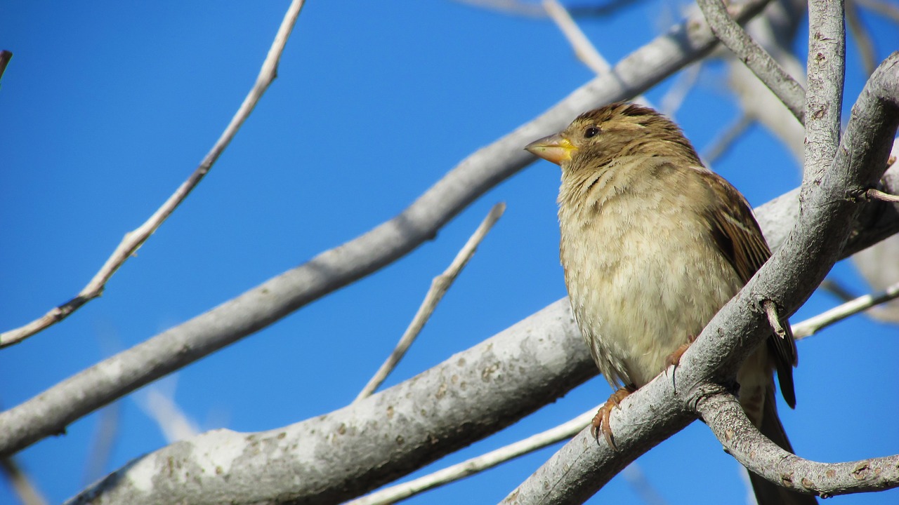 sparrow bird nature free photo