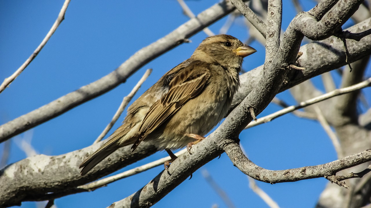 sparrow bird nature free photo