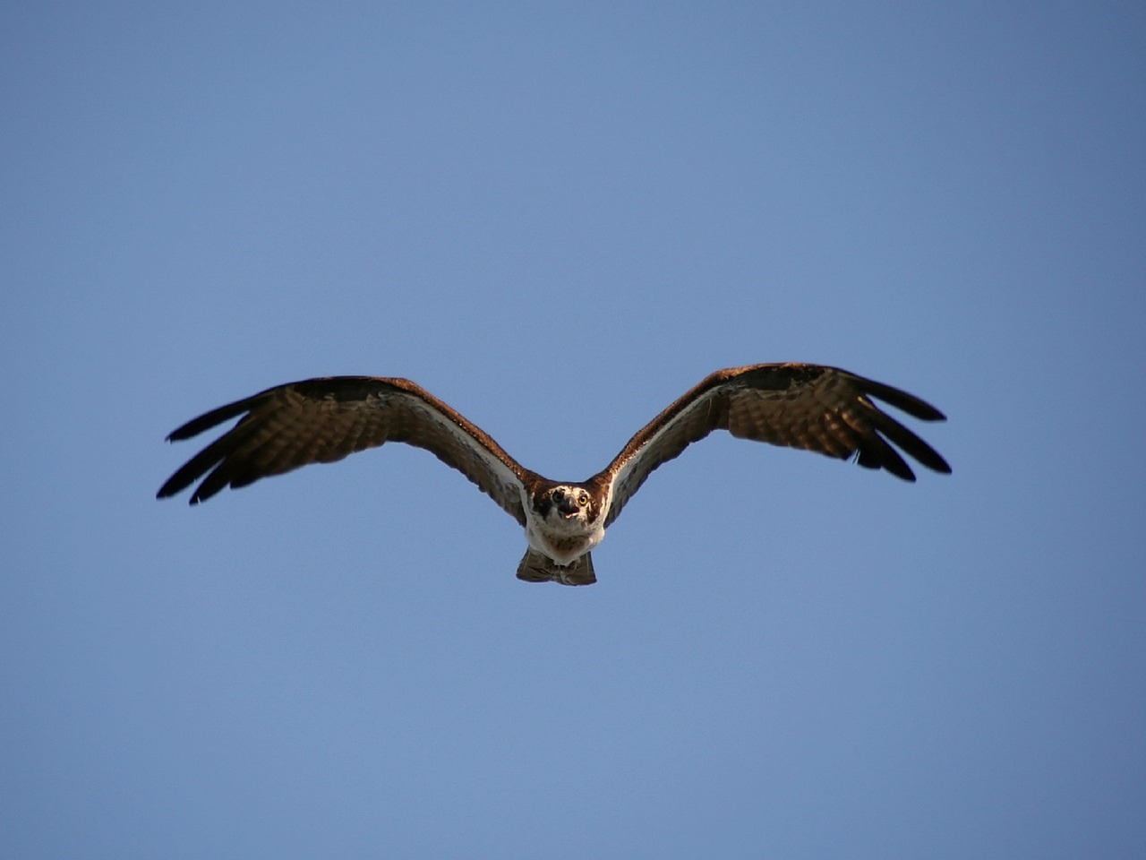 bird osprey flying free photo