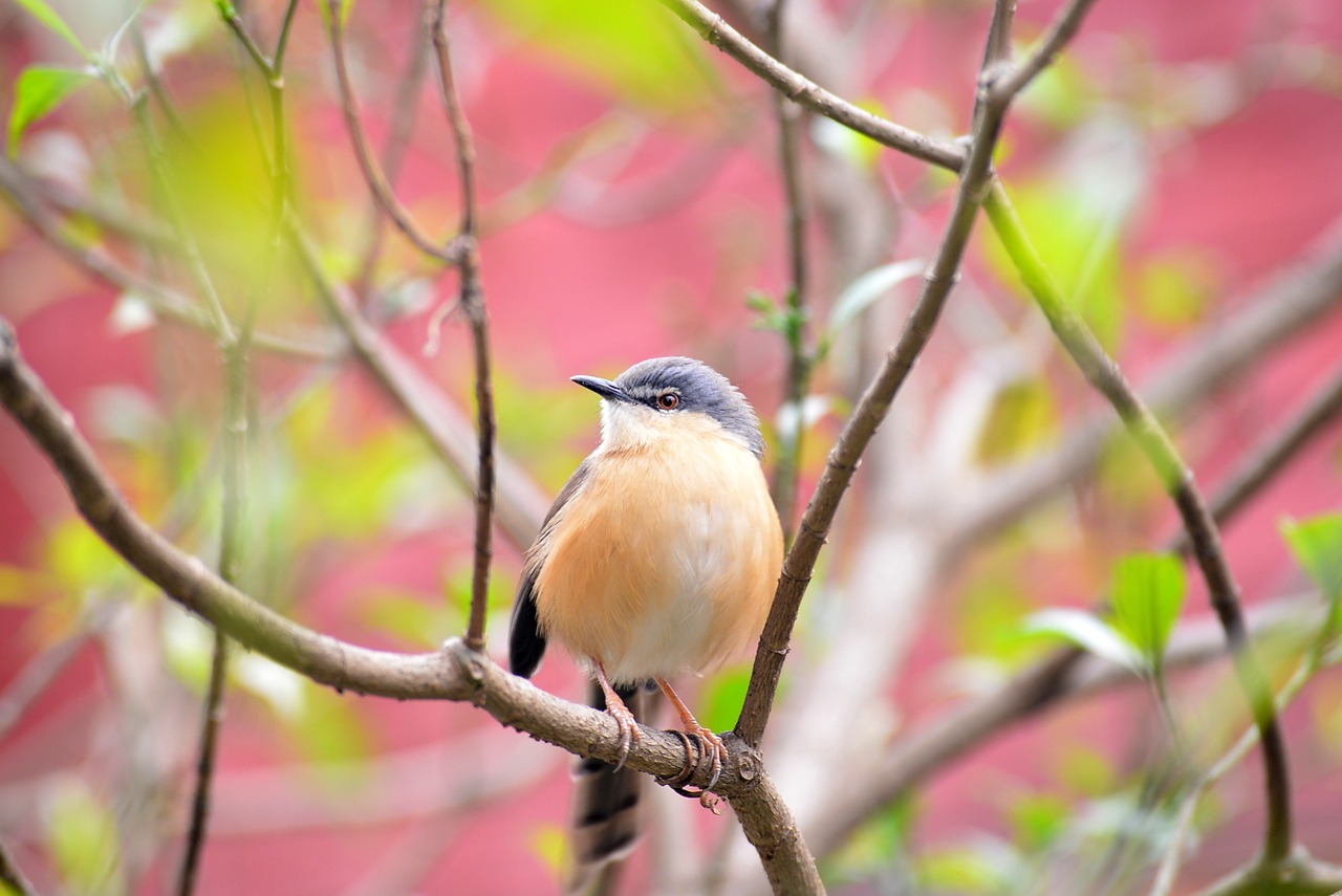 bird nature wildlife free photo