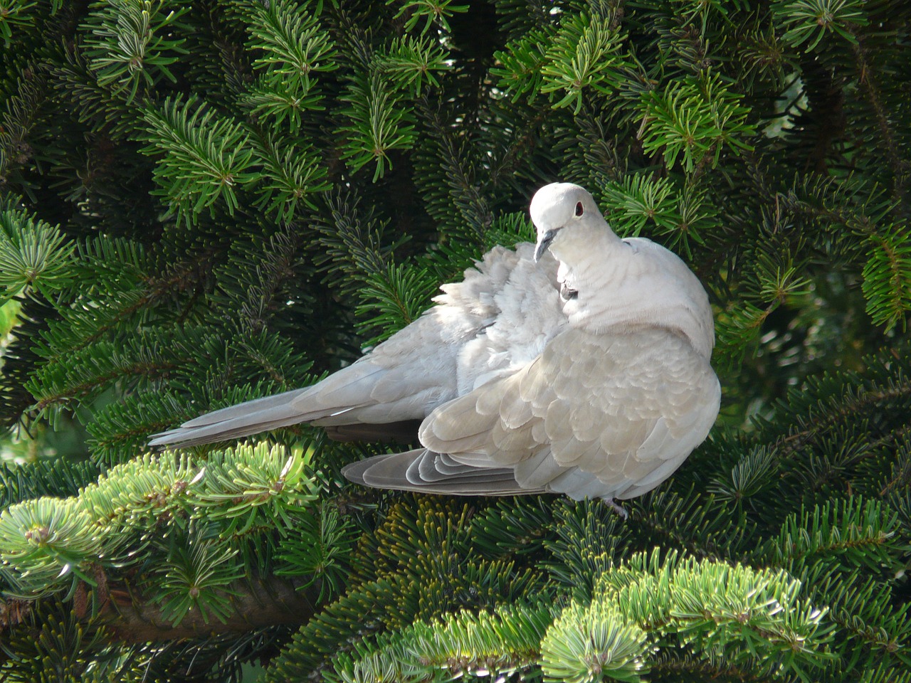 bird dove wings free photo