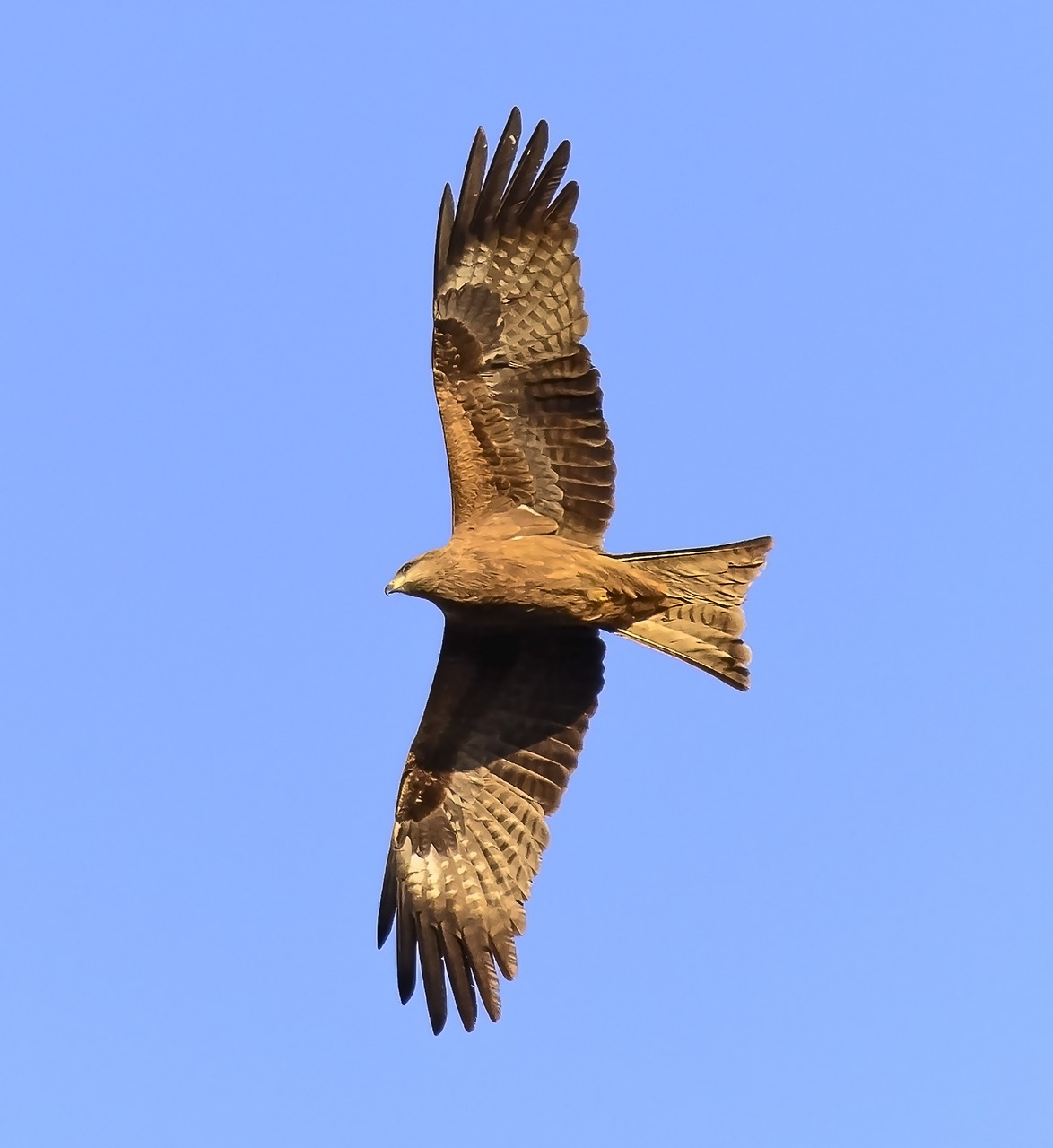 bird animal kite free photo