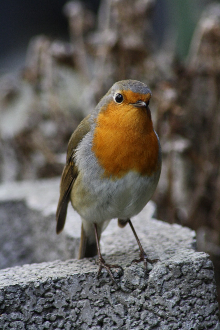 bird red goblets garden free photo