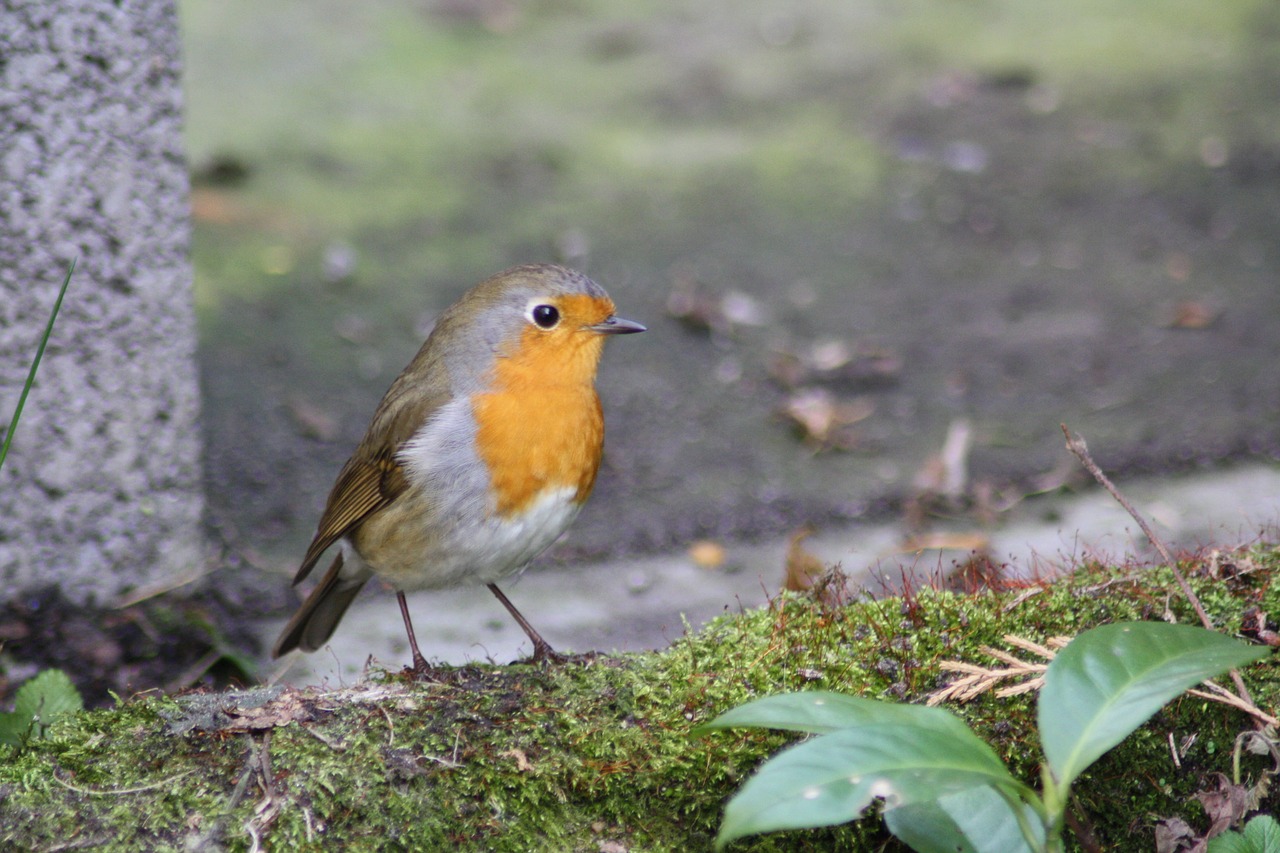 bird red goblets garden free photo