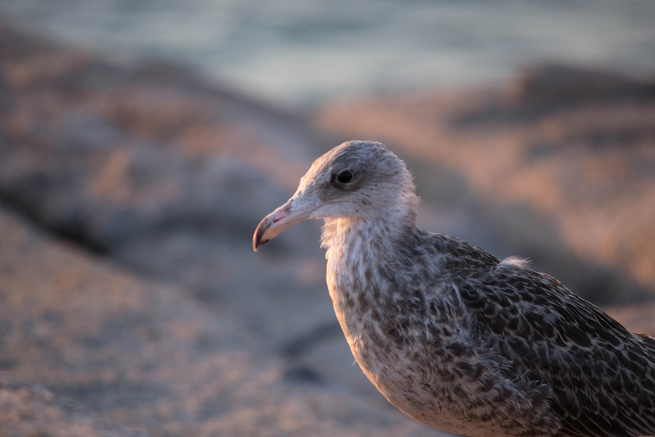 bird seagull rocks free photo