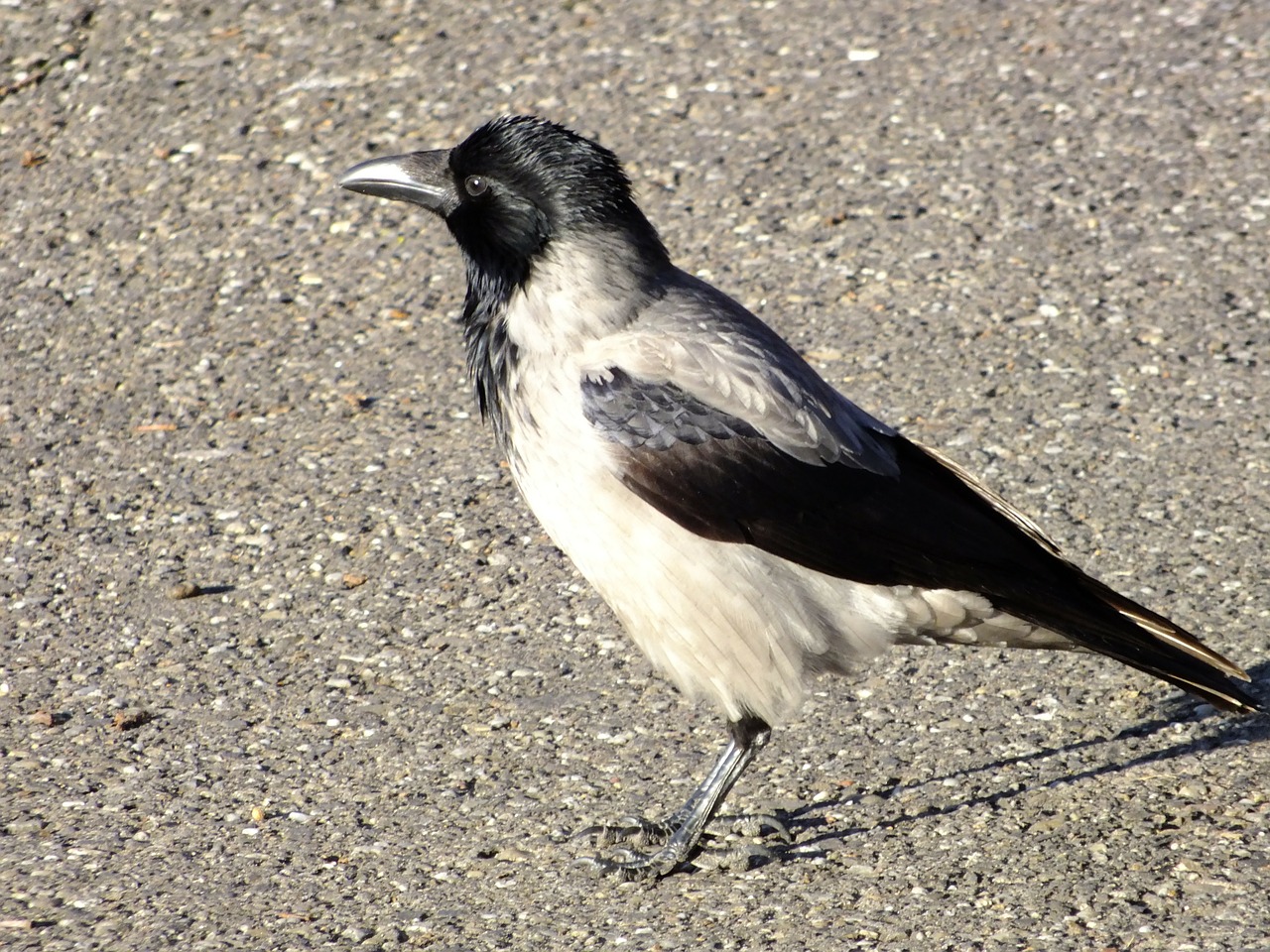 bird game birds magpie free photo